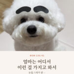 강아지 눈썹 스티커를 붙인 아기 비숑 단추 표지