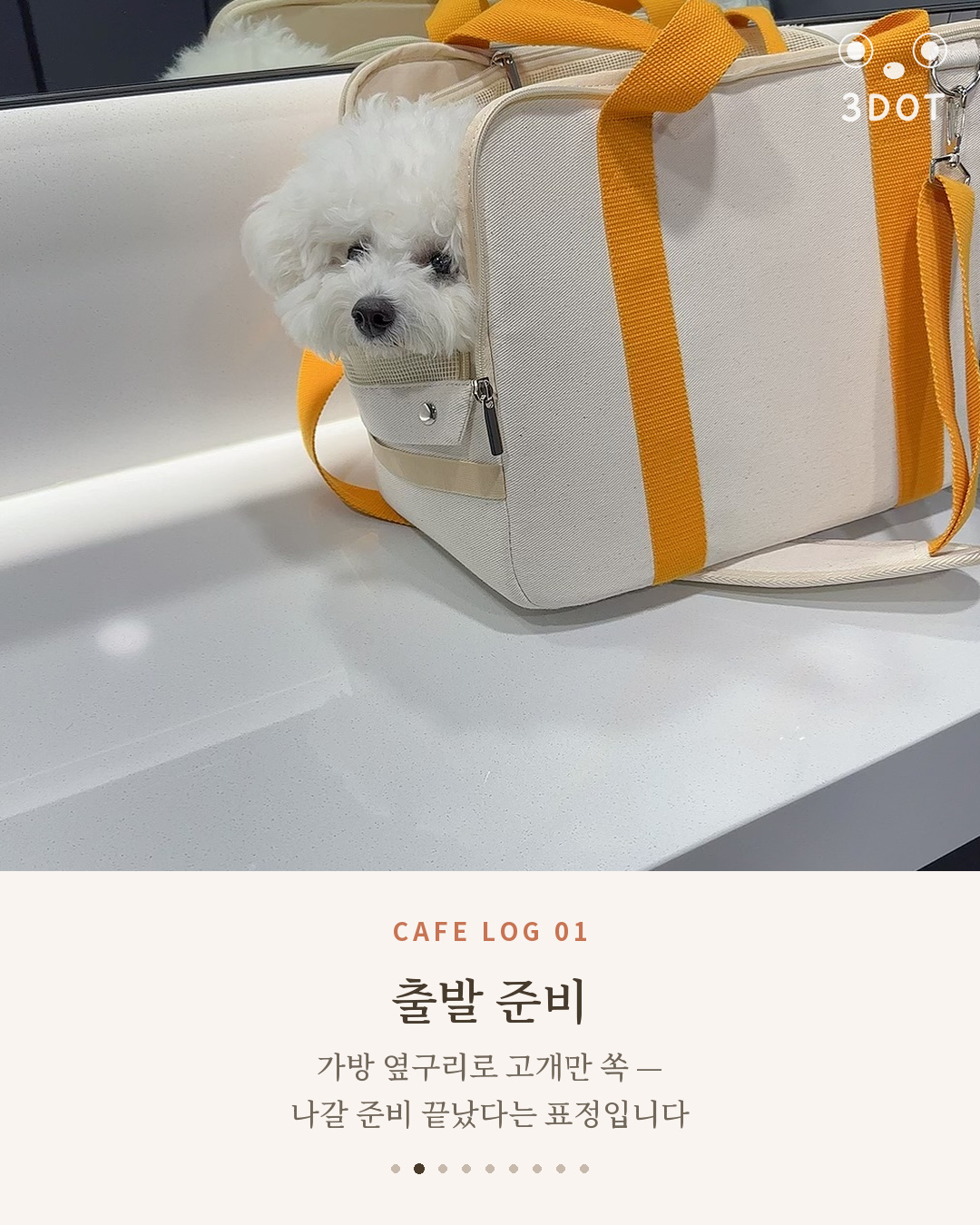 단추의 애견카페 나들이 — 도착 5분 만에 전세 낸 강아지