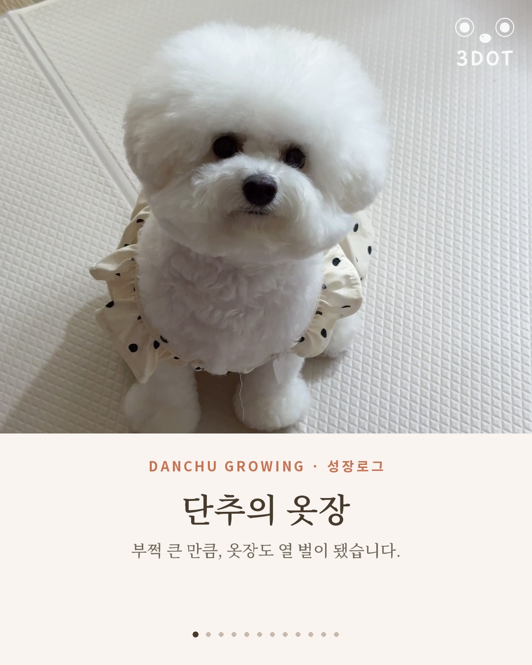 비숑 단추의 옷장 대공개 — 사계절 강아지 옷 룩북 열 벌