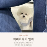 아빠 다리 사이로 빼꼼 올려다보는 비숑 단추