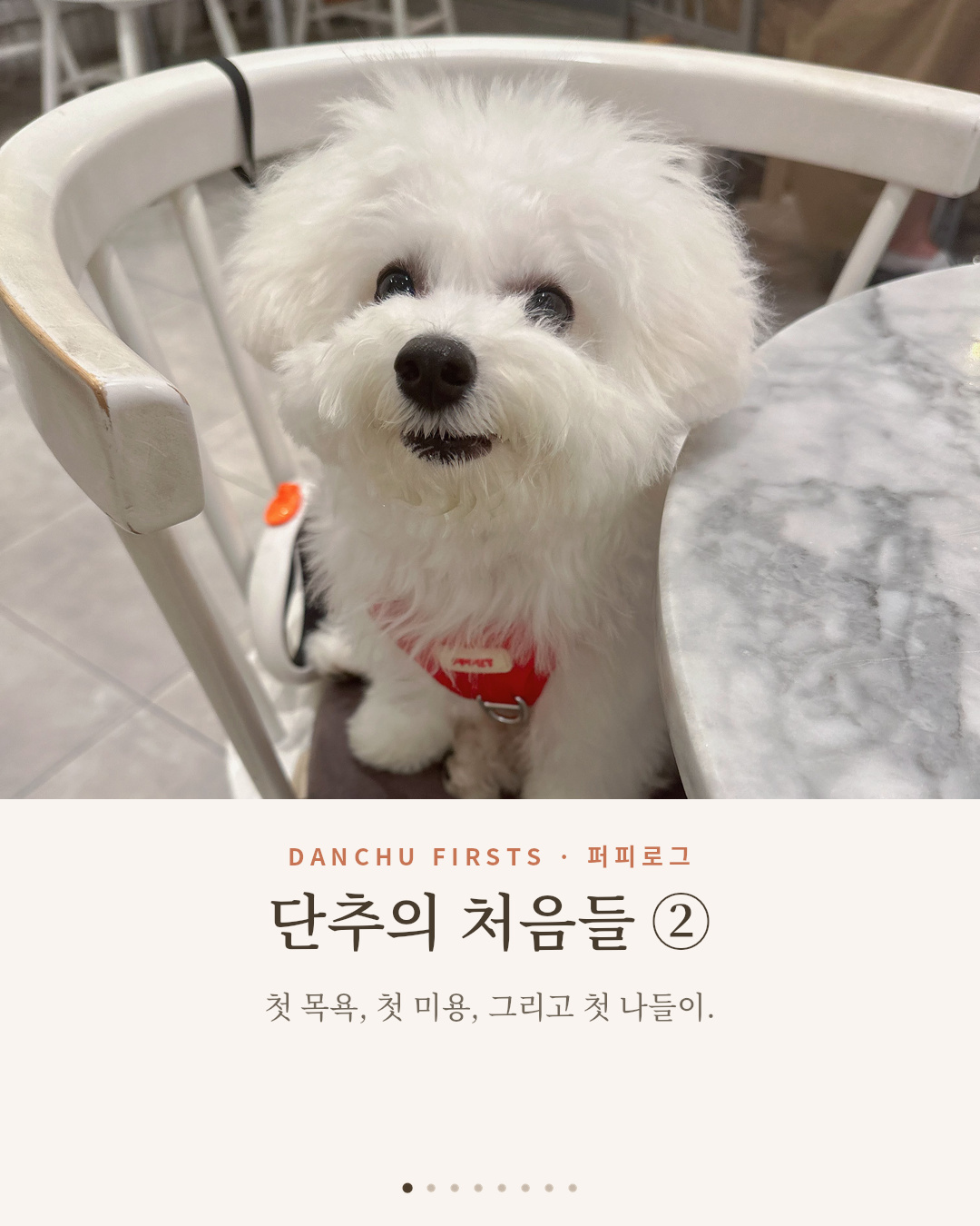 단추의 처음들 ② — 첫 목욕부터 첫 산책까지, 솜뭉치의 세상 데뷔기