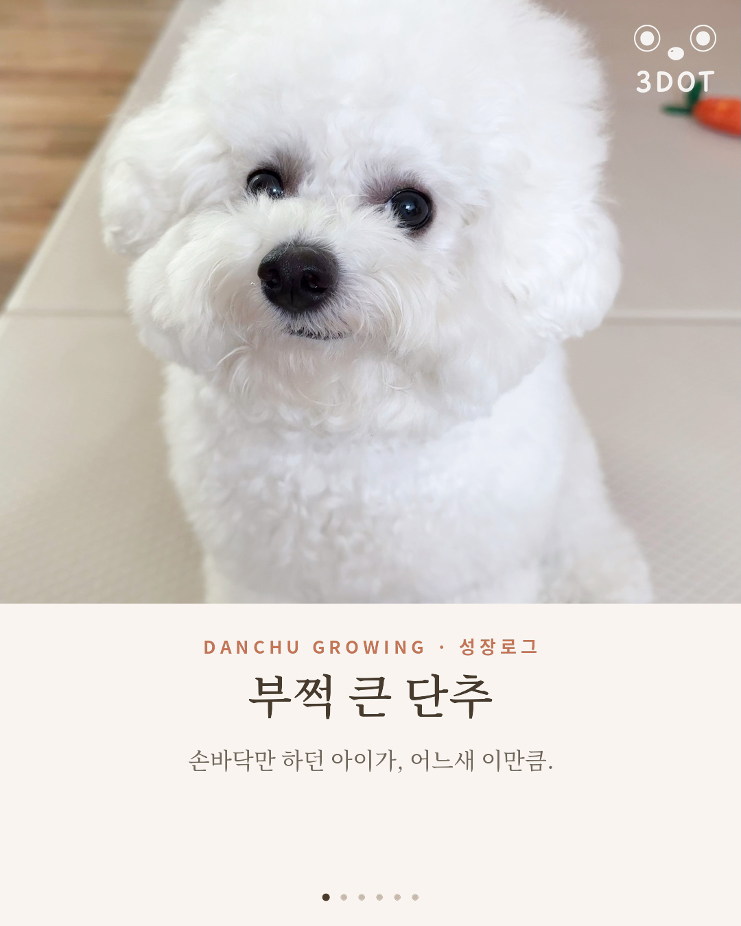 비숑 성장 과정 — 손바닥만 하던 단추, 어느새 이만큼