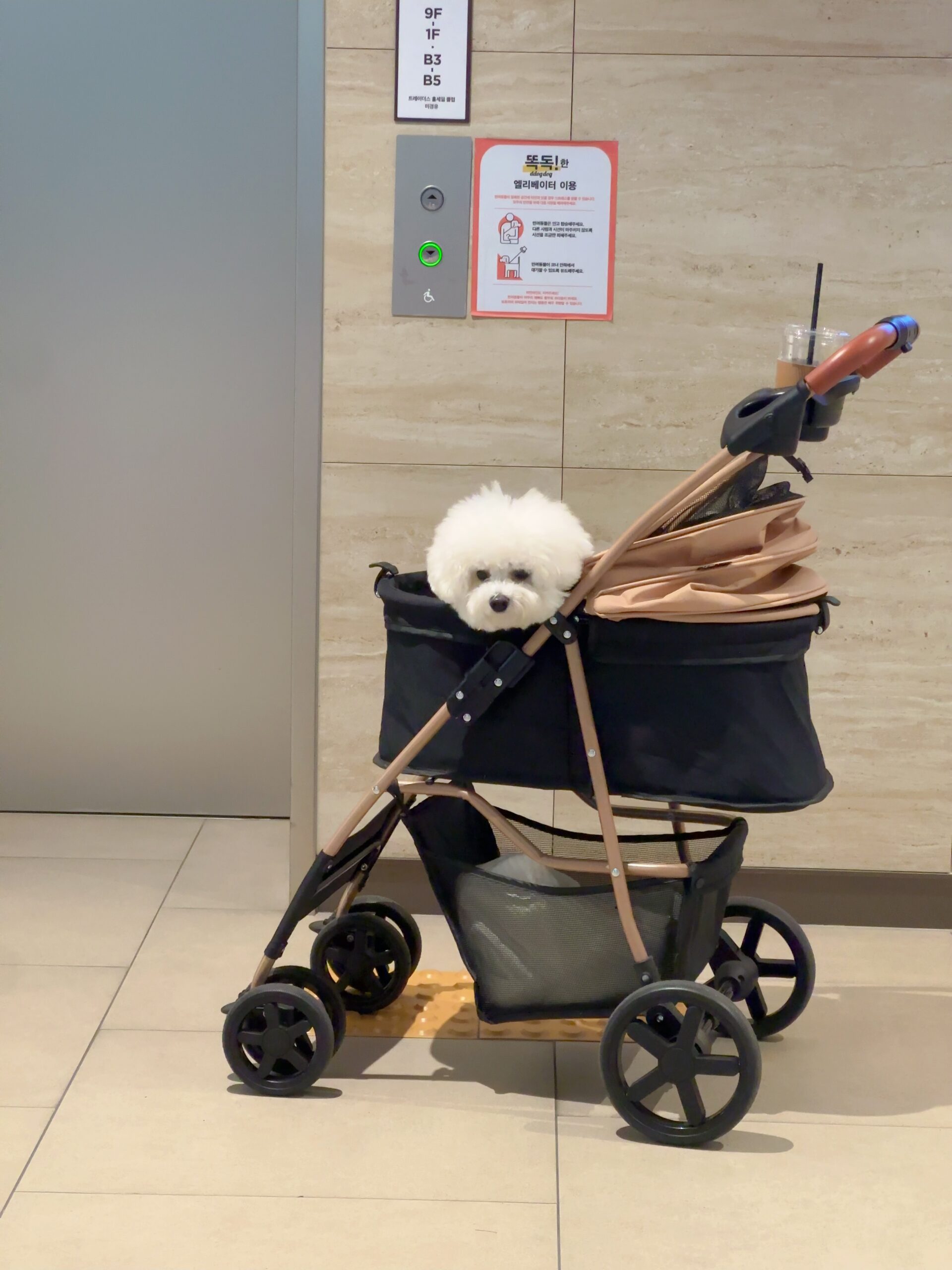 쇼핑 나들이