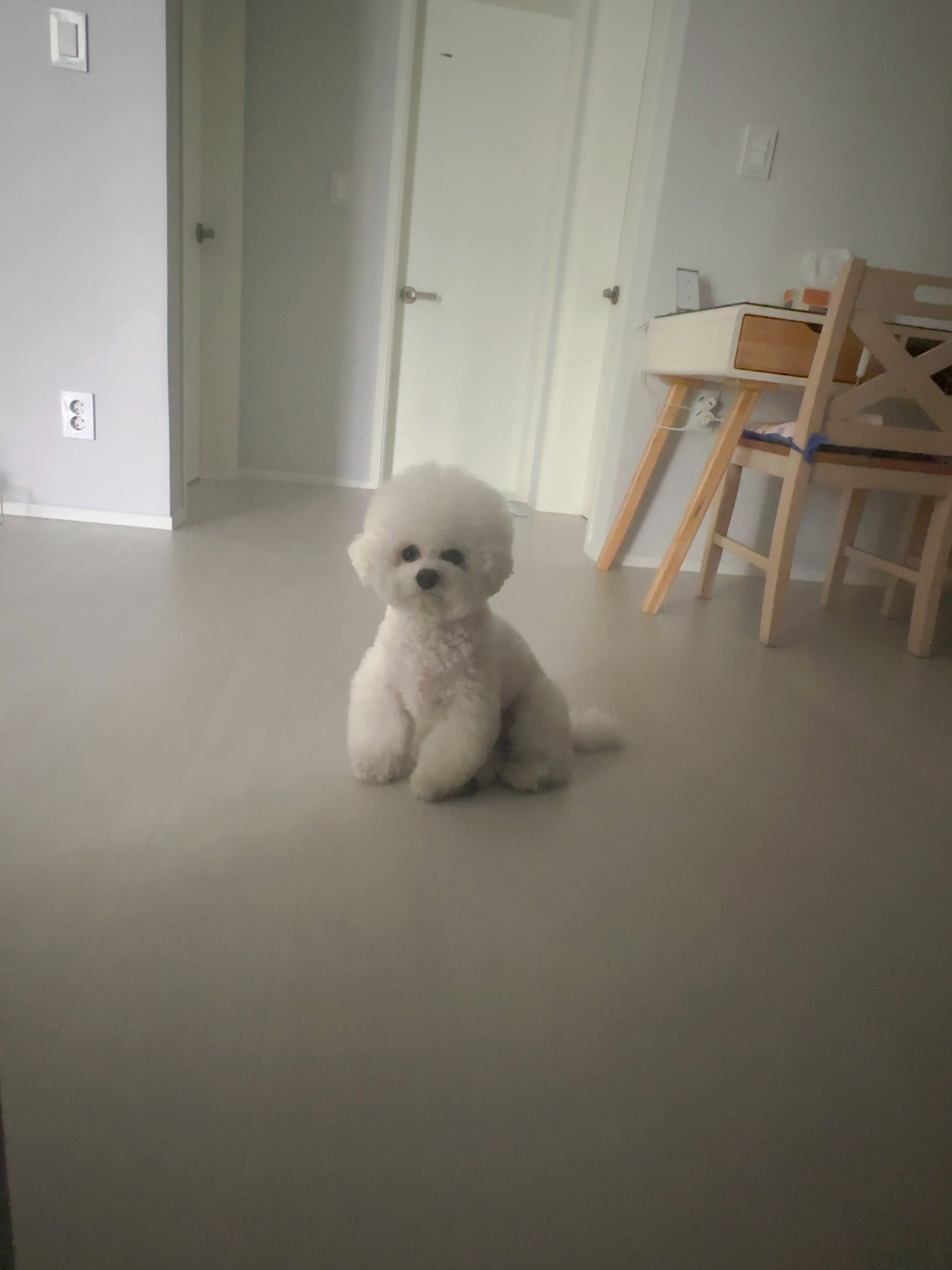 성견 단추
