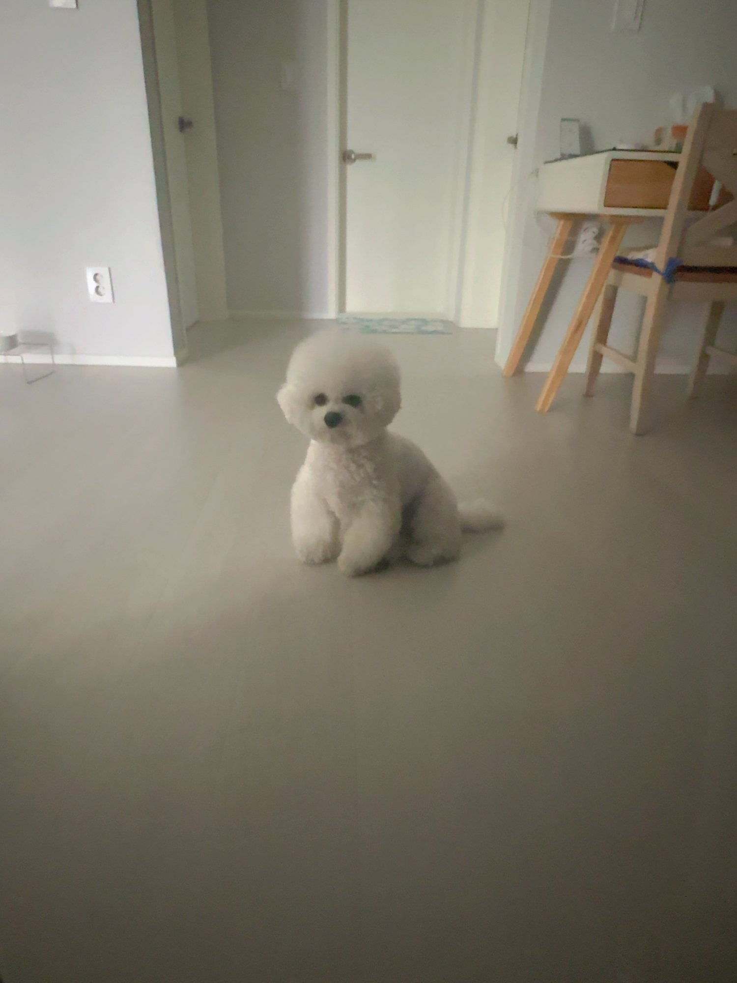 단추 성견