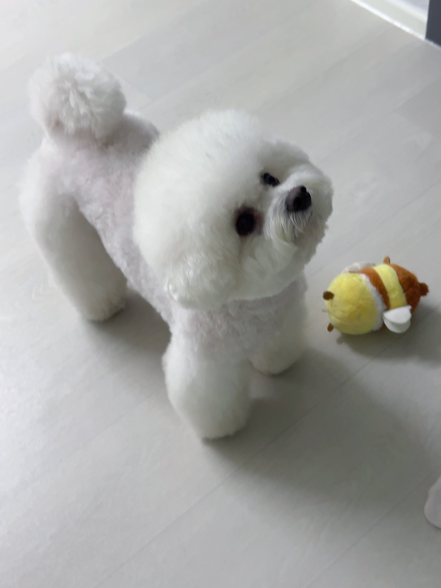 단추 성견