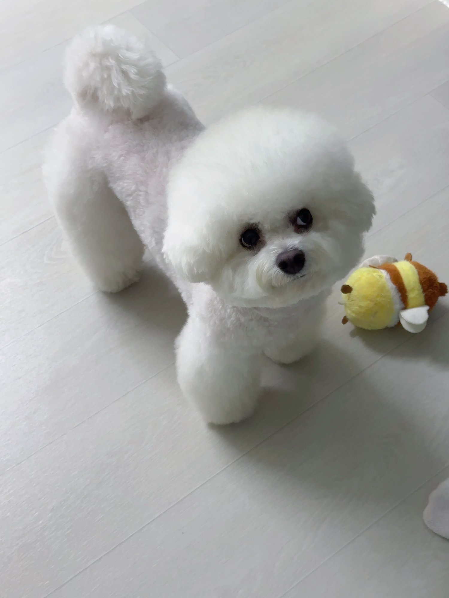 단추 성견