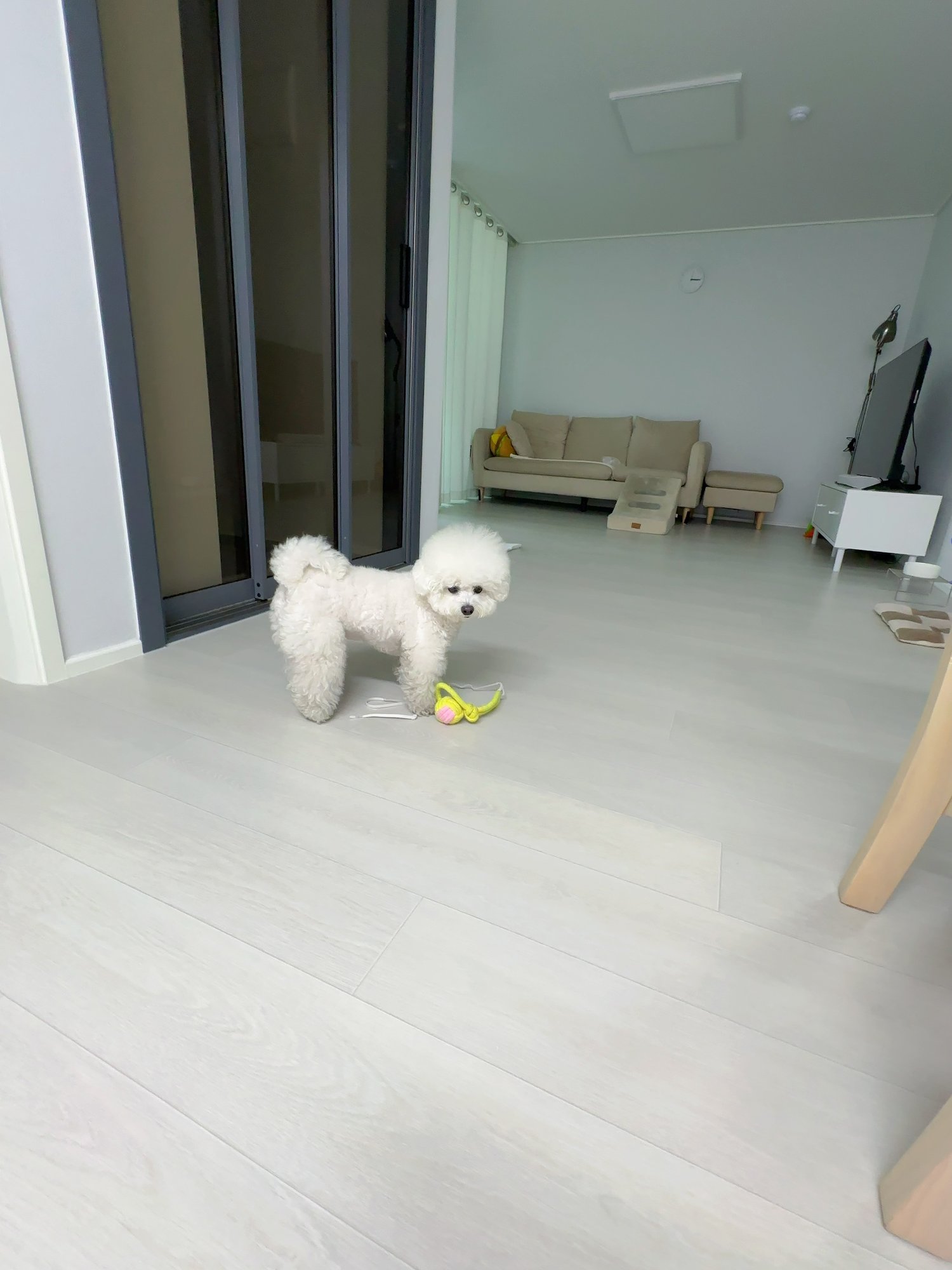 단추 성견