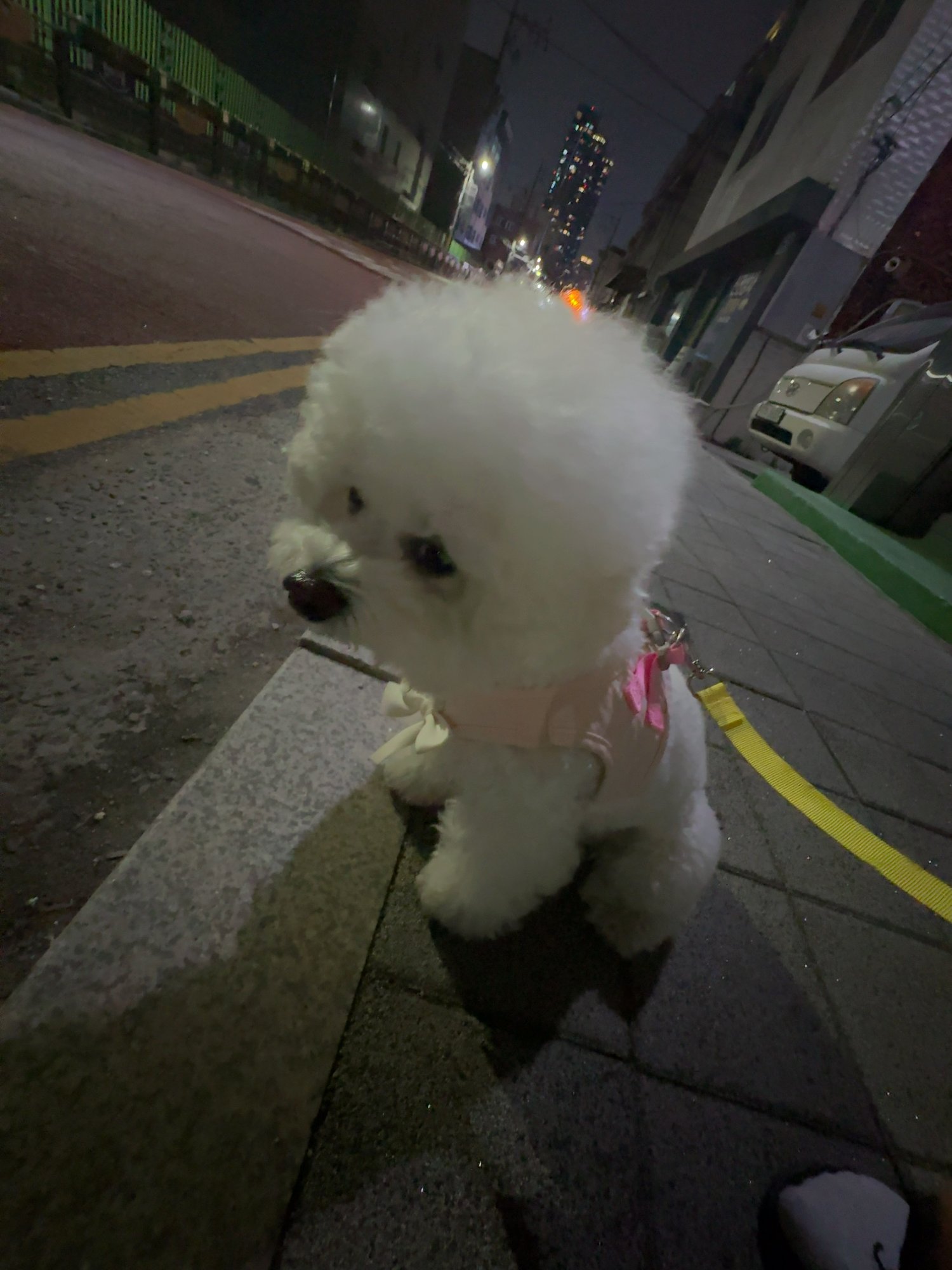 단추 성견