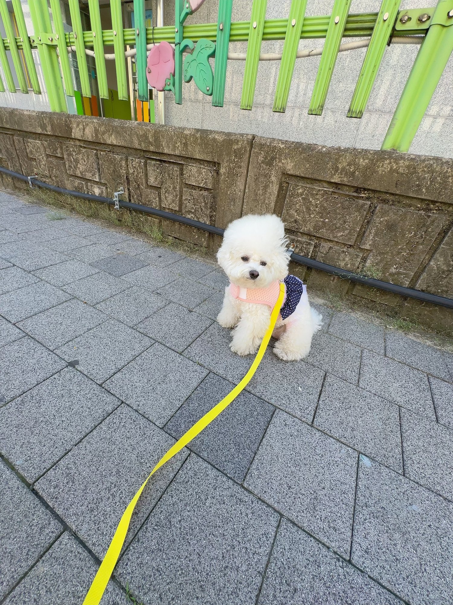 노란 리드줄을 매고 산책 중 앉은 단추