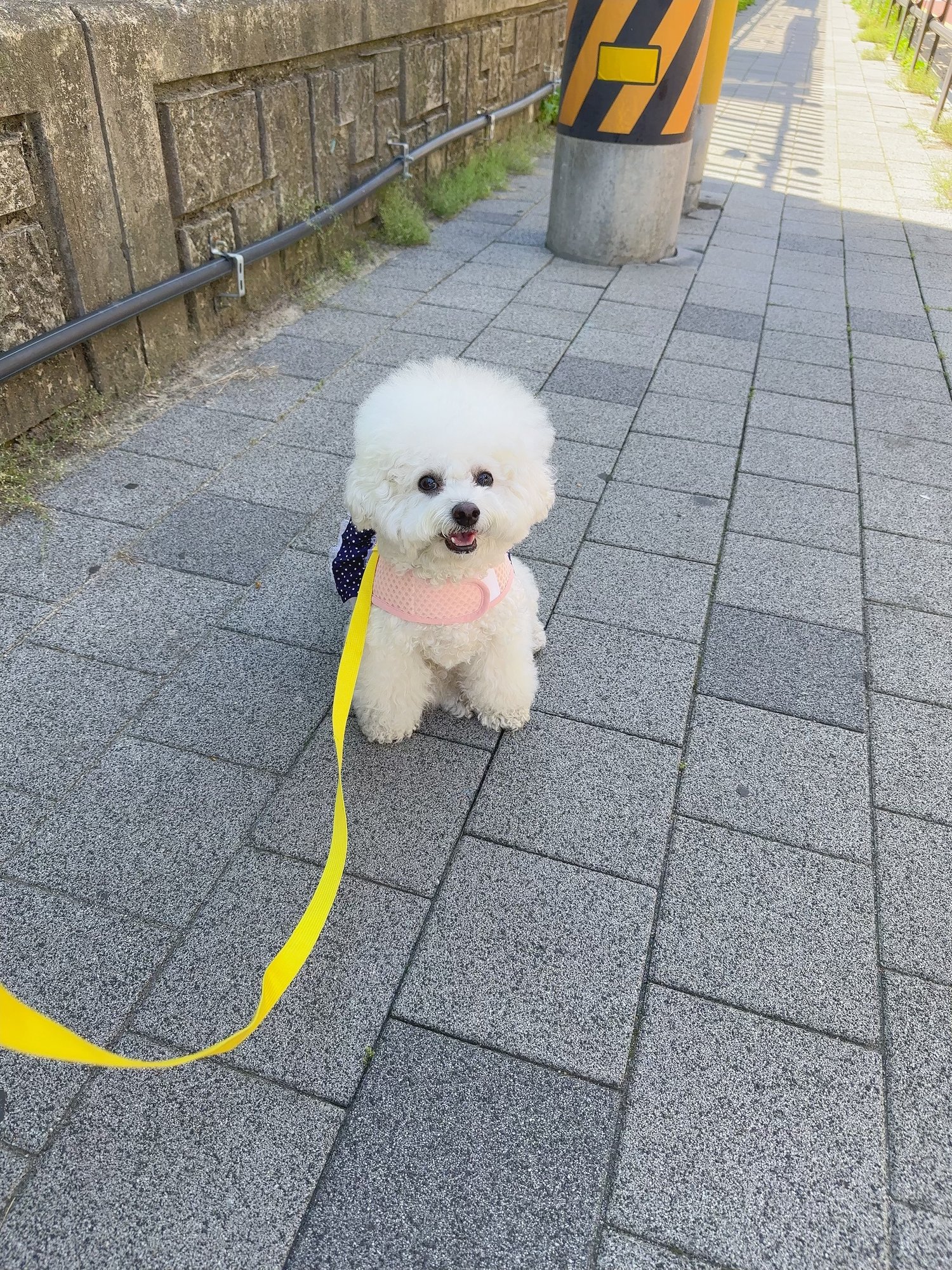 산책길에서 입을 벌리고 웃는 단추