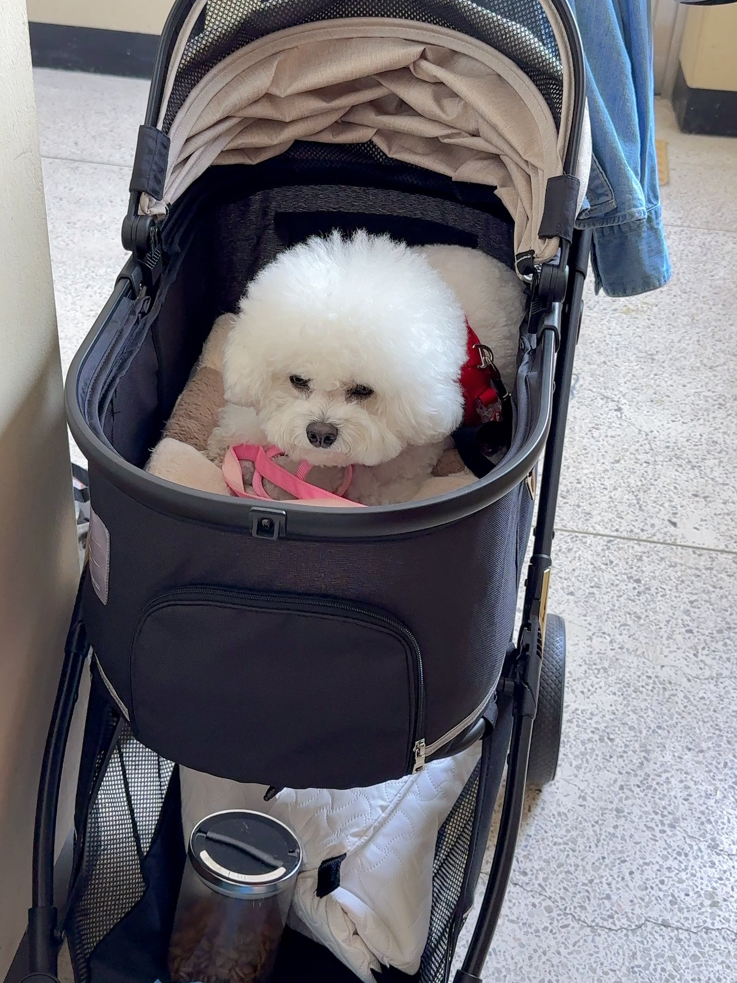 유모차 안에 편하게 앉은 단추