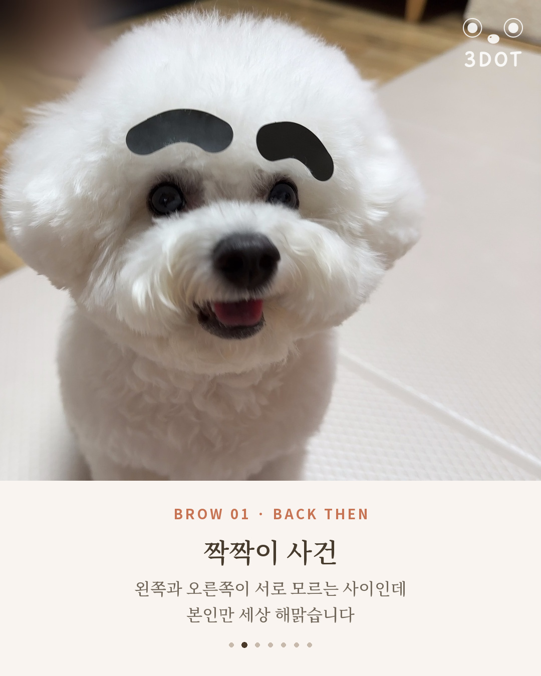 눈썹 스티커가 짝짝이로 붙은 아기 비숑