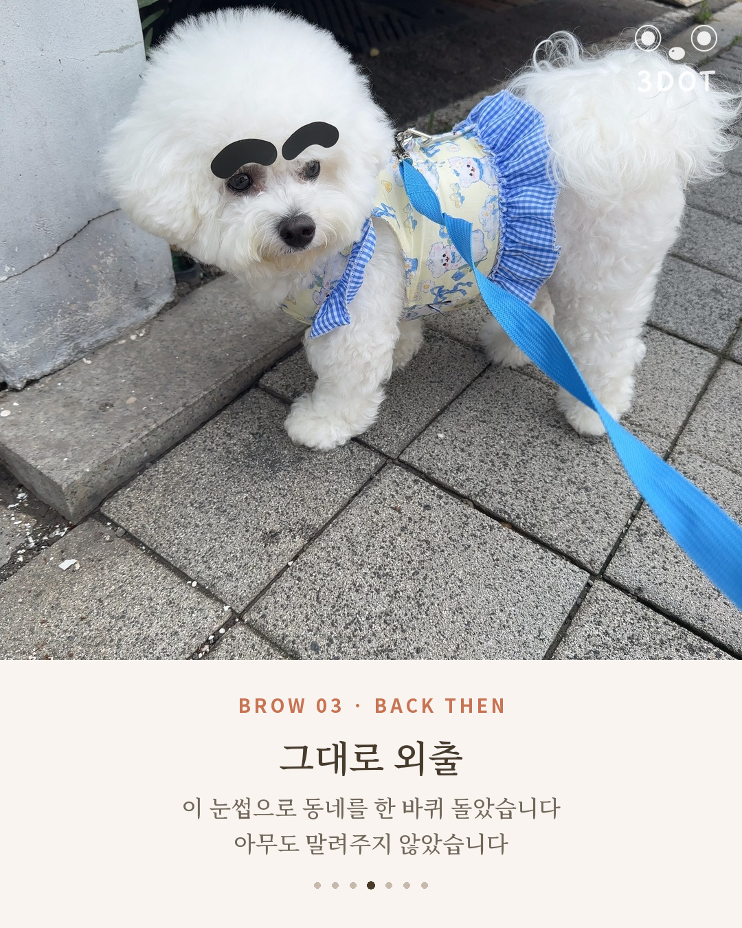 눈썹 스티커를 붙인 채 산책 나간 비숑