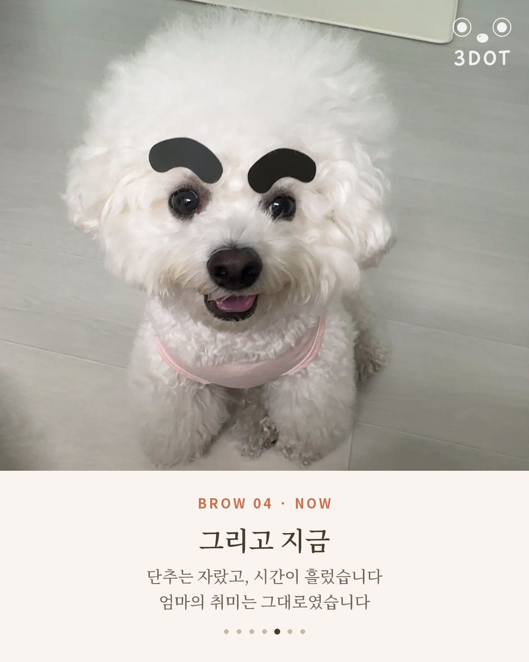 성견이 된 비숑 단추와 눈썹 스티커