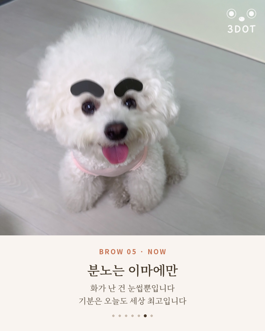화난 눈썹 스티커를 붙이고 혀를 내민 비숑