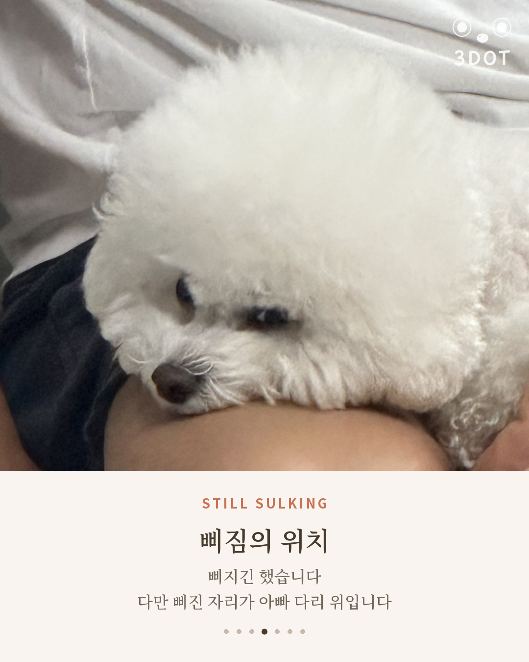 아빠 다리 위에 턱을 괴고 삐진 표정의 비숑