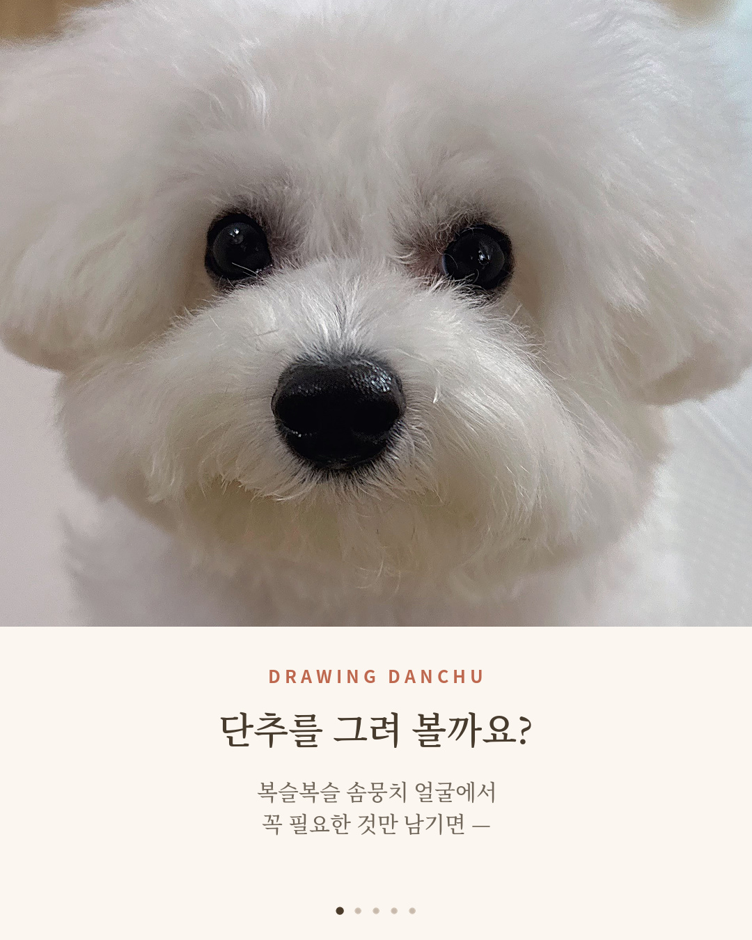 카메라를 바라보는 하얀 비숑 단추의 얼굴 클로즈업 표지