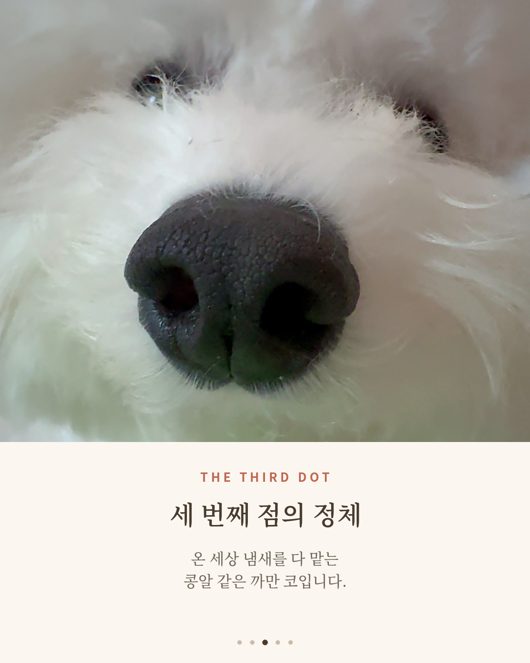 세 번째 점, 비숑 단추의 콩알 같은 까만 코 클로즈업