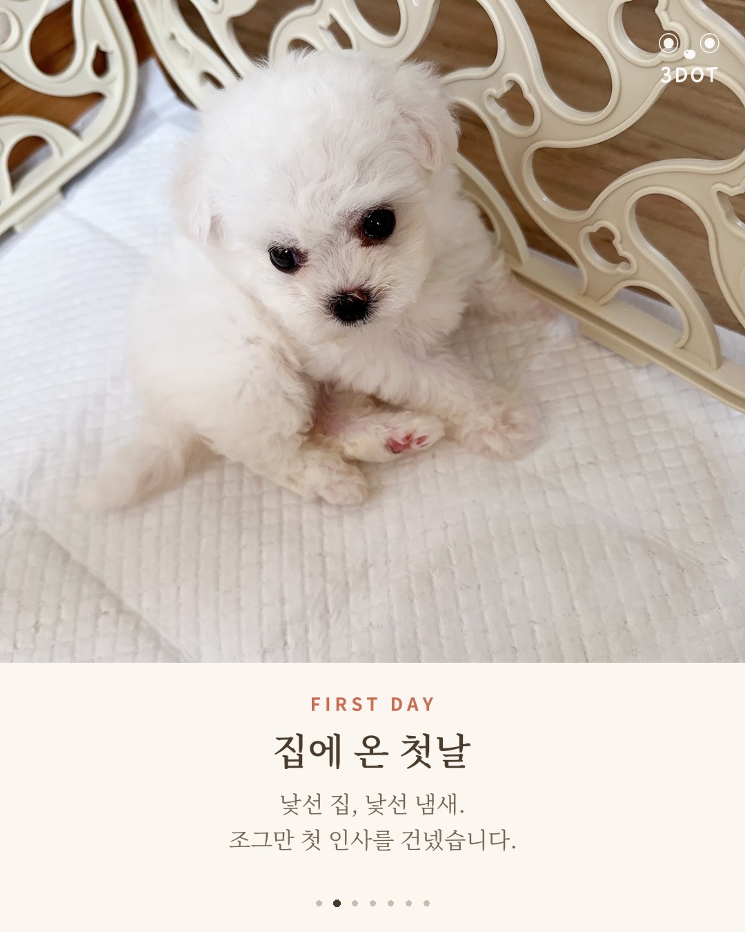 집에 온 첫날 배변패드 위에 앉아 있는 아기 비숑 단추