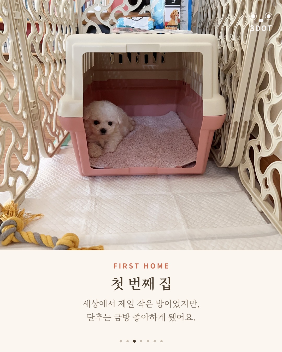분홍 켄넬 안에 엎드려 있는 아기 비숑 단추의 첫 번째 집