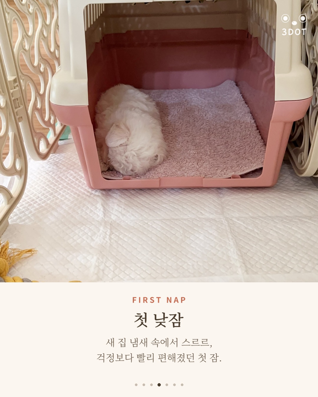 켄넬 안 수건 위에서 첫 낮잠에 빠진 아기 비숑 단추