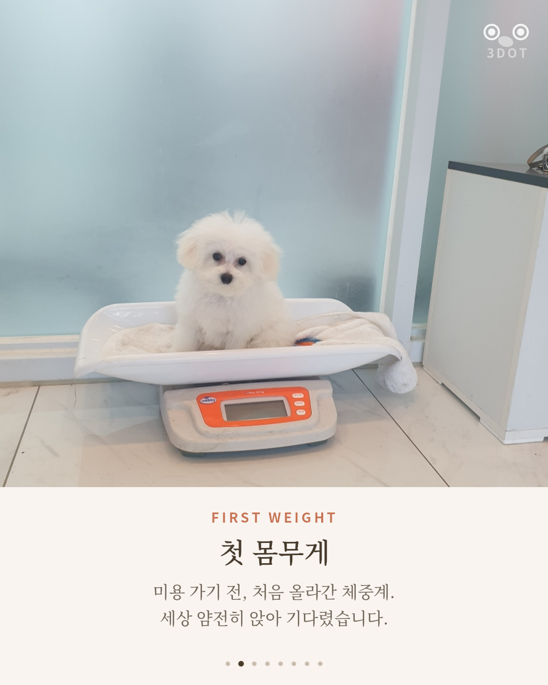 미용실 체중계 위에 얌전히 앉아 첫 몸무게를 재는 아기 비숑