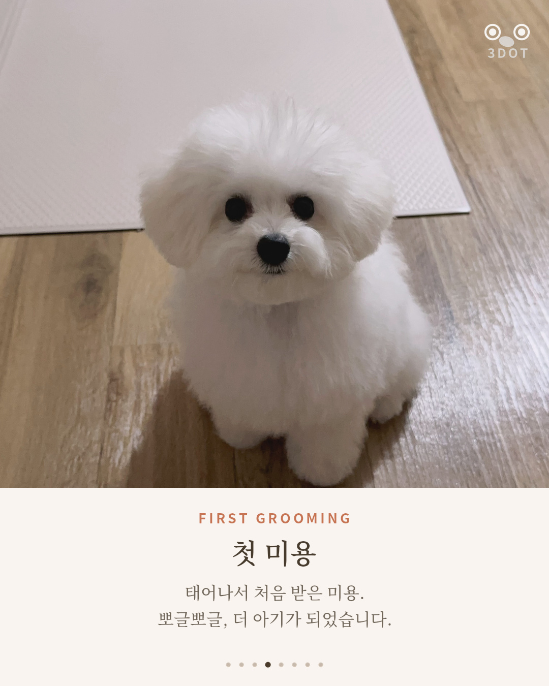 첫 미용을 마치고 뽀글뽀글 더 아기가 된 비숑