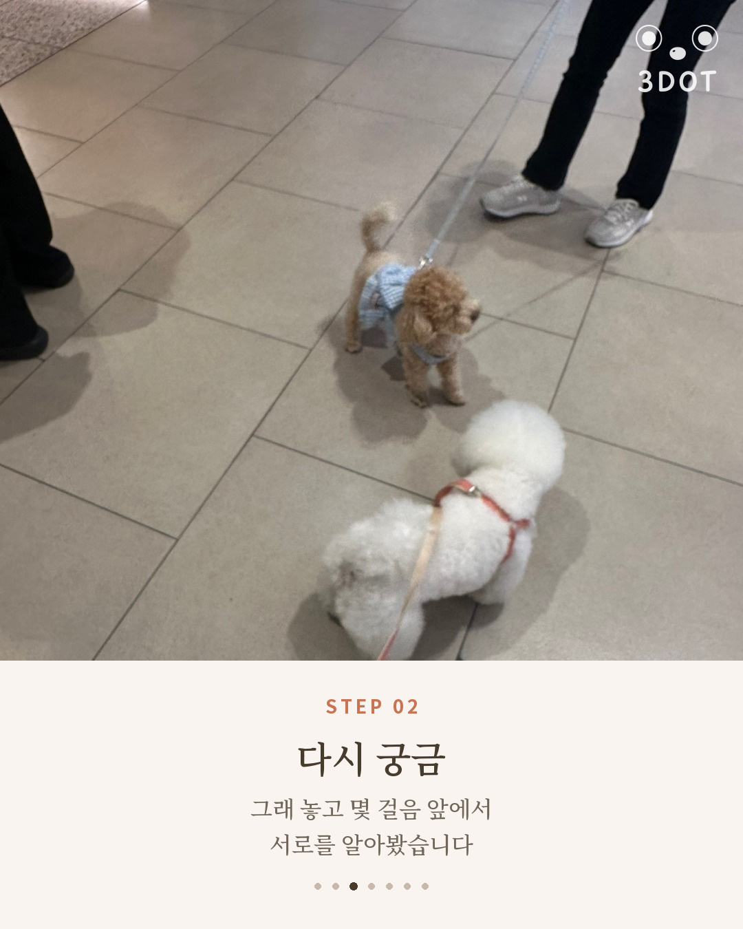 몇 걸음 앞에서 푸들 친구를 다시 돌아보는 비숑 단추