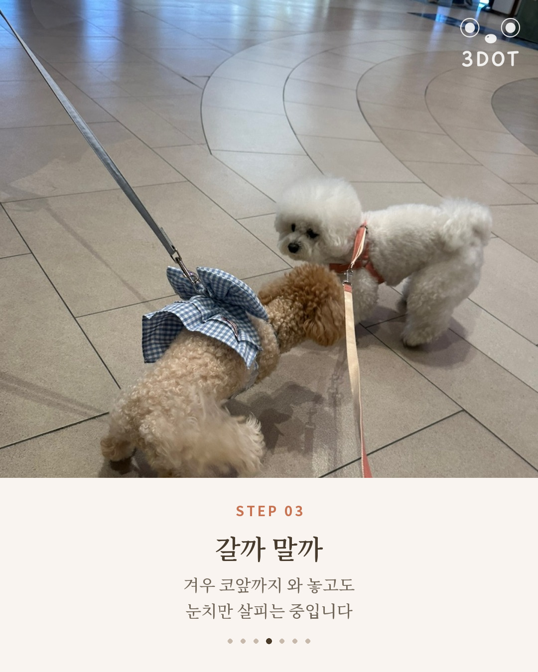 코앞까지 다가가 눈치를 살피는 비숑 단추와 푸들 친구