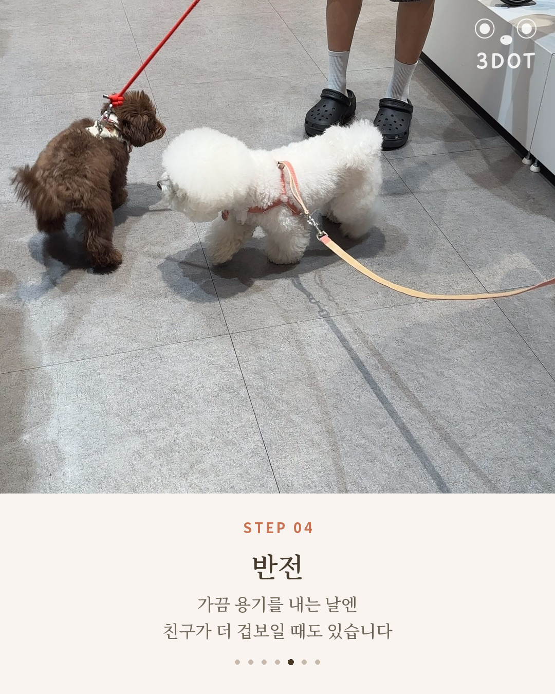 용기 낸 단추 앞에서 머뭇거리는 갈색 강아지 친구