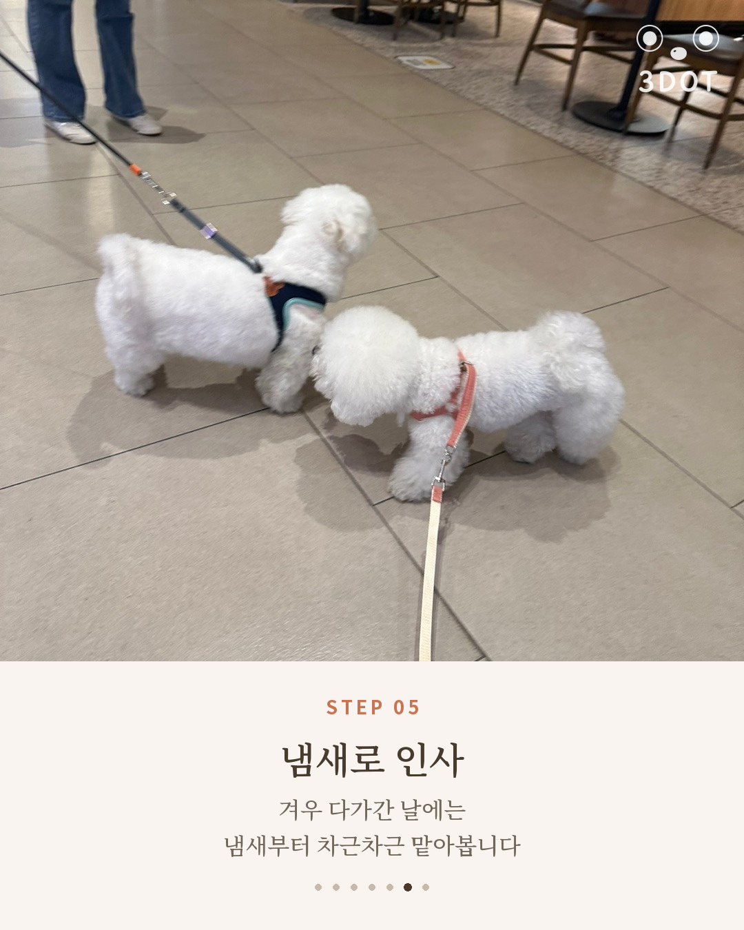비숑 친구와 냄새로 인사를 나누는 단추