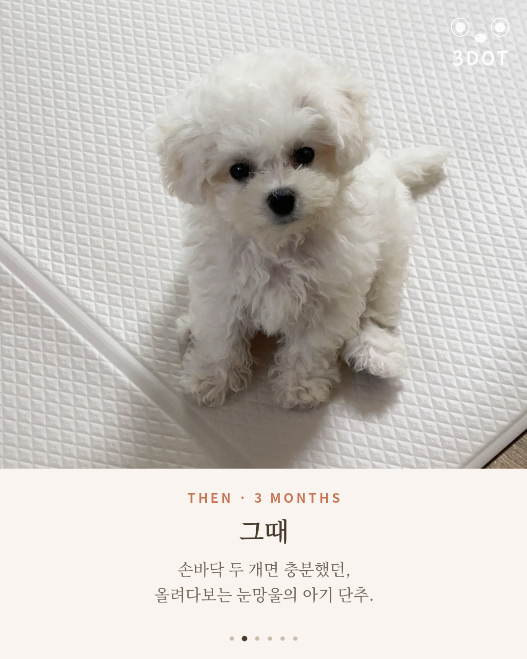 생후 3개월 아기 비숑 단추가 올려다보는 모습