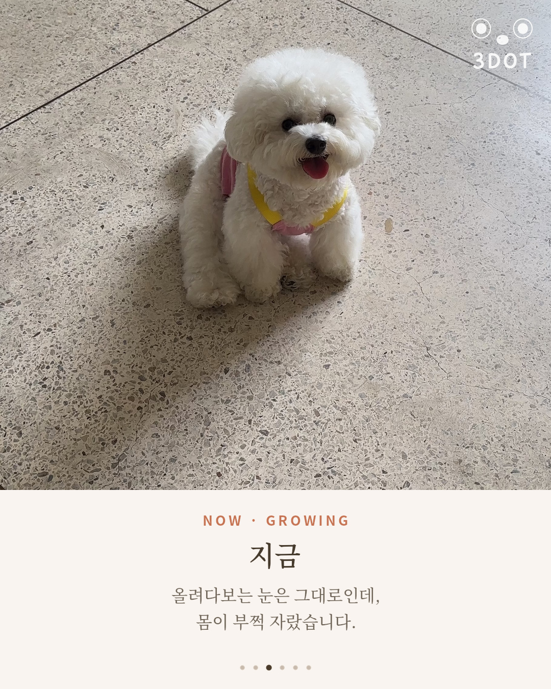부쩍 자란 지금의 비숑 단추가 산책 중 앉아있는 모습