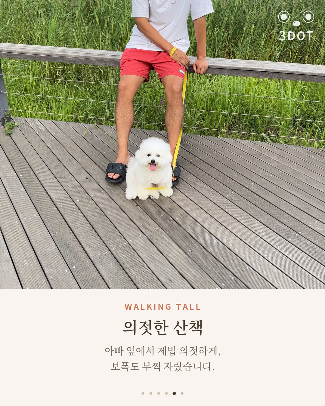 아빠 옆에서 의젓하게 산책하는 비숑 단추