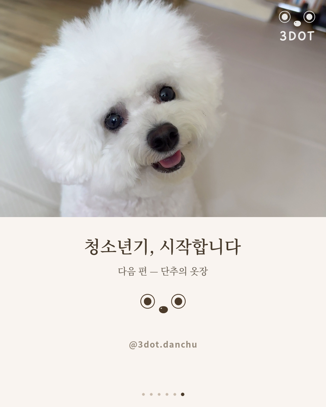 청소년기를 시작하는 비숑 단추 마무리 컷