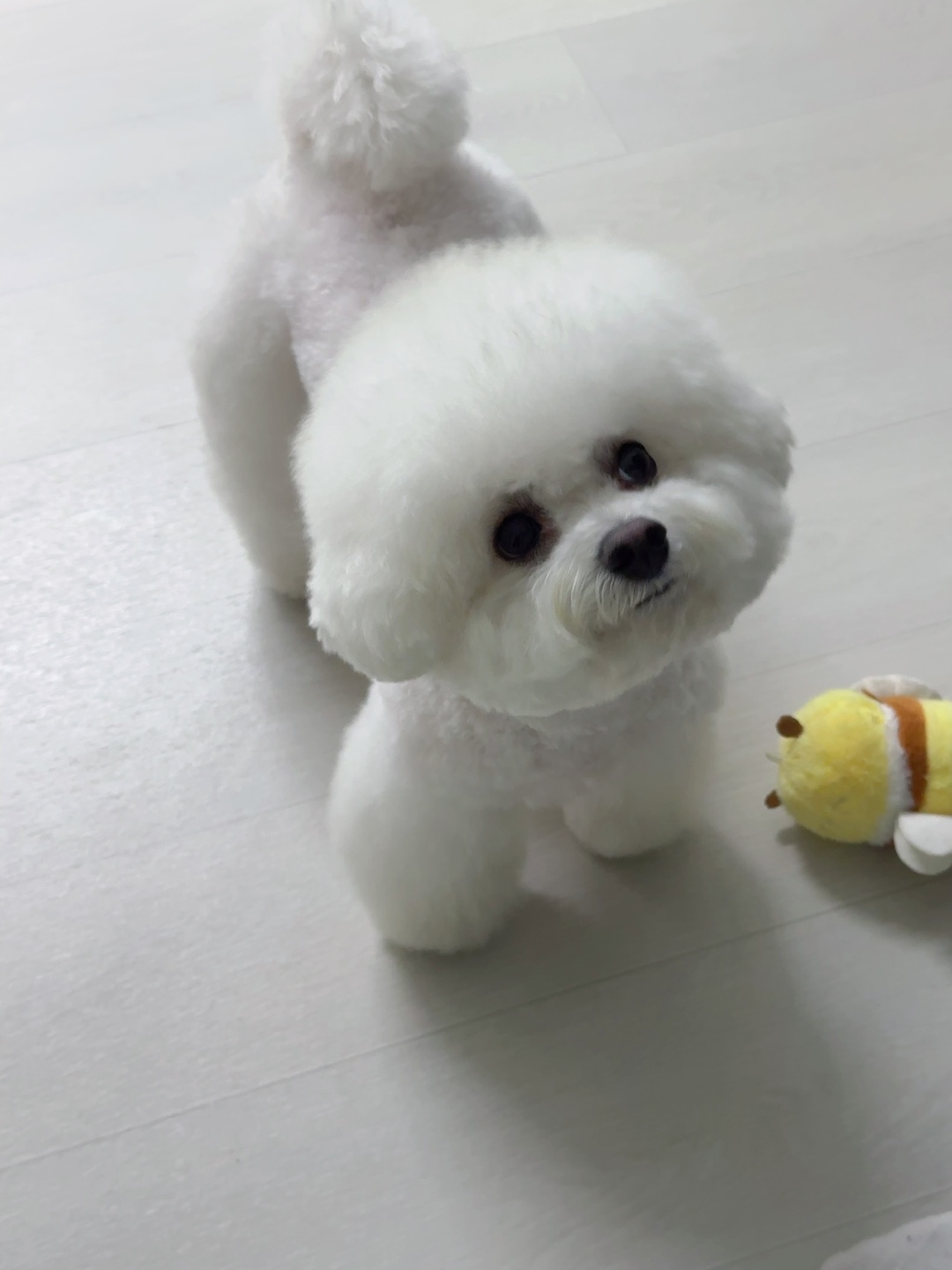단추