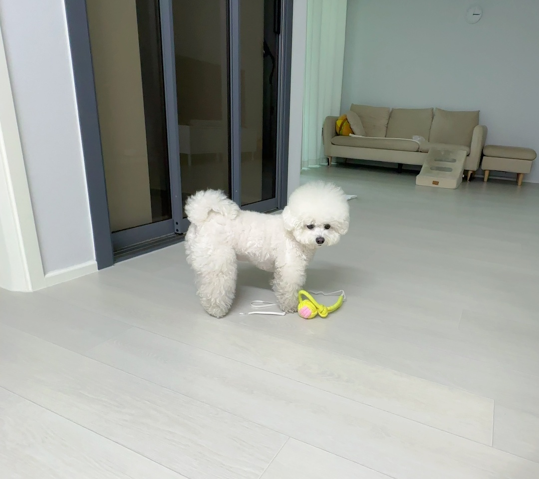 노란 꿀벌 인형 옆에서 거실을 통과하는 비숑