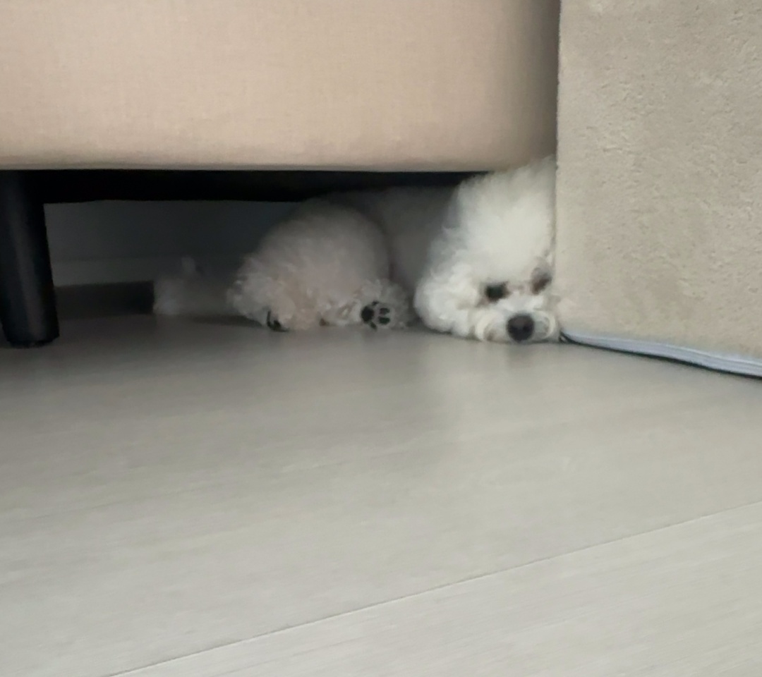 쇼파 밑에 엎드려 잠들기 직전인 비숑