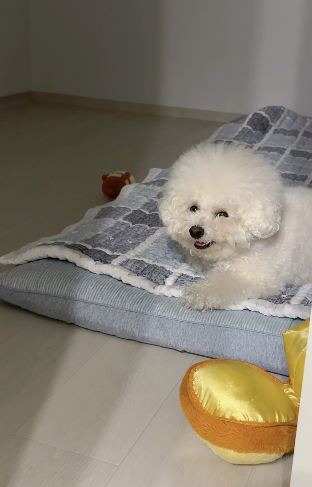 단추 성견