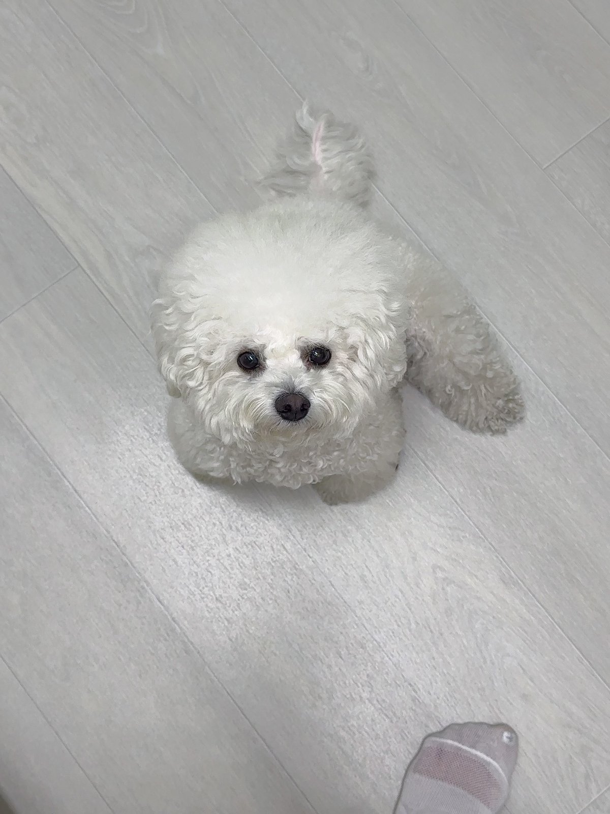 단추 성견
