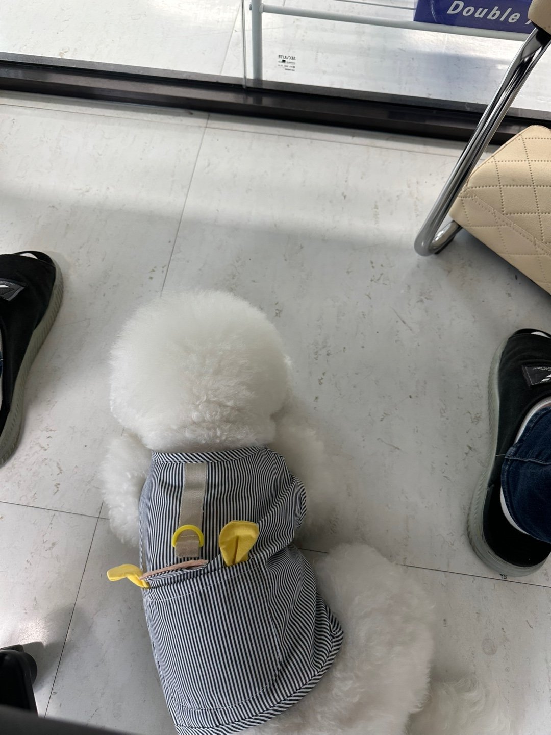 단추 성견