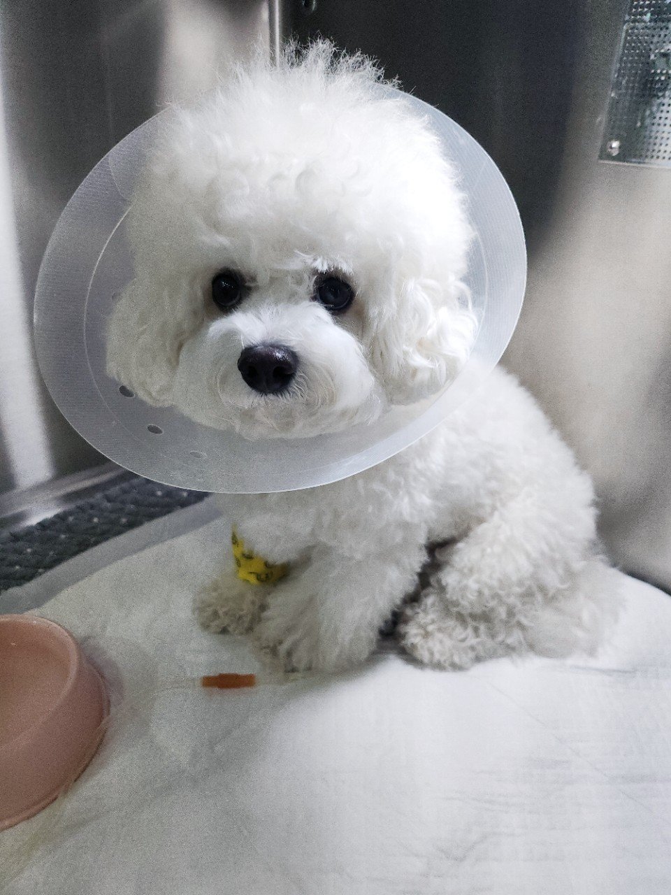 단추 성견