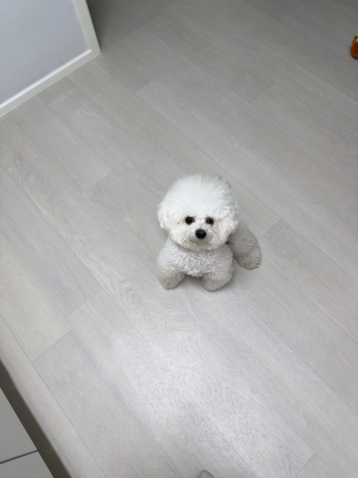 단추 성견