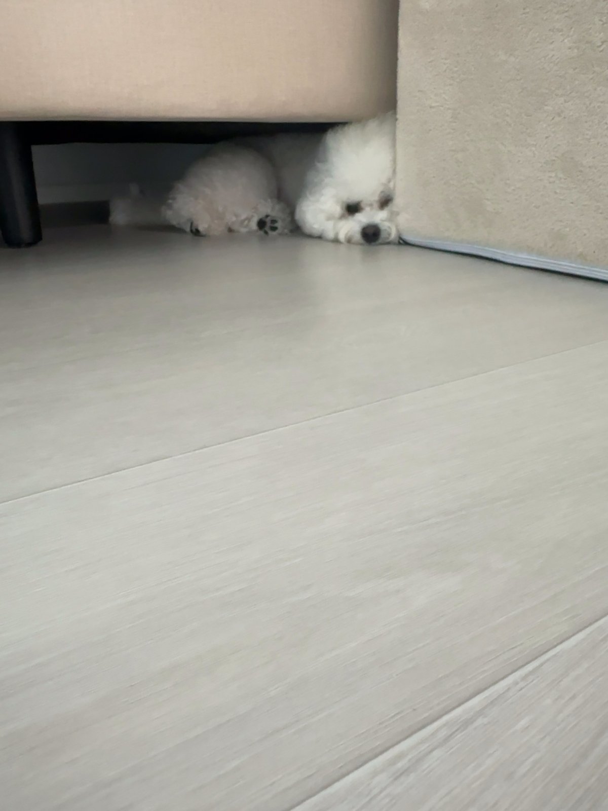 단추 성견