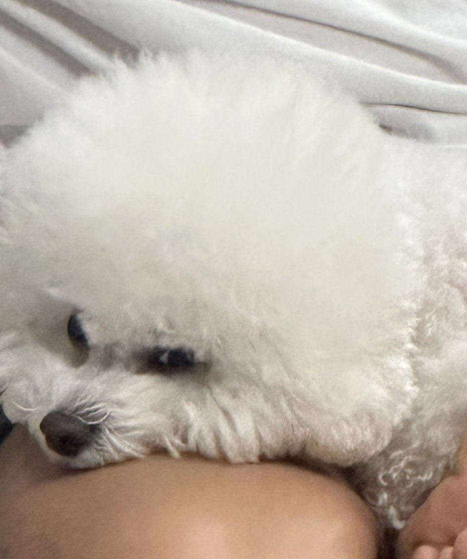 단추 성견