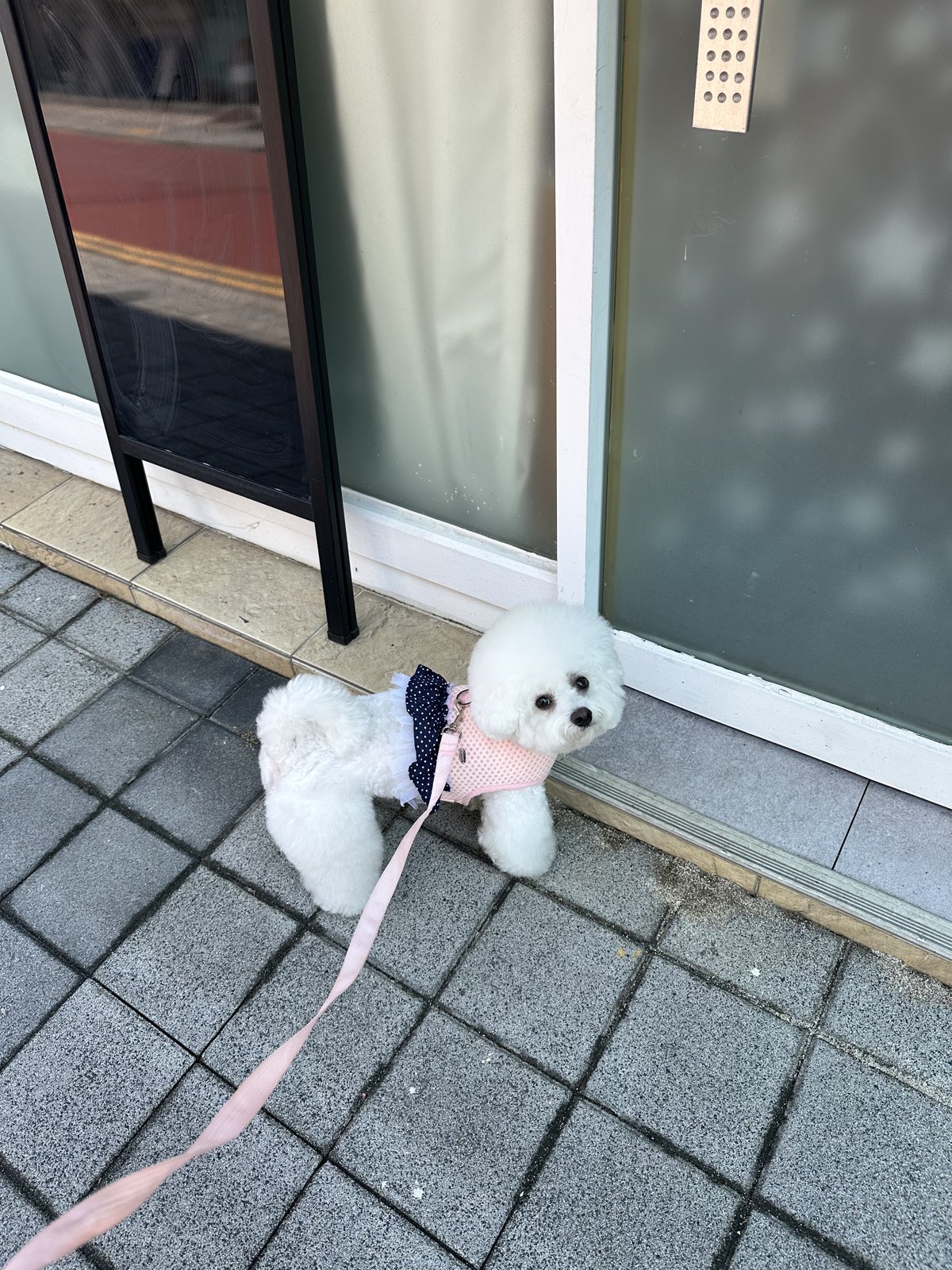 단추 성견