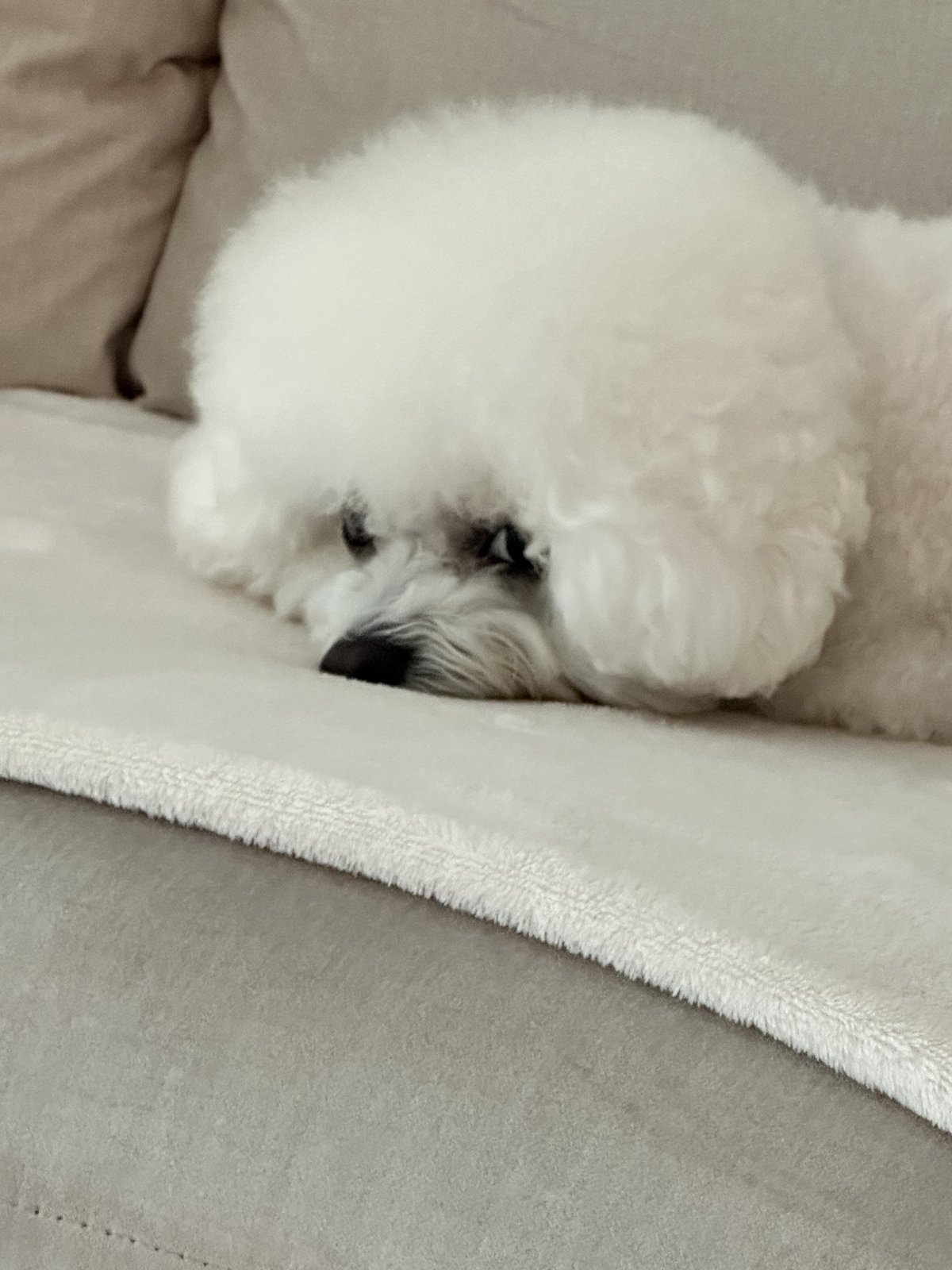 단추 성견