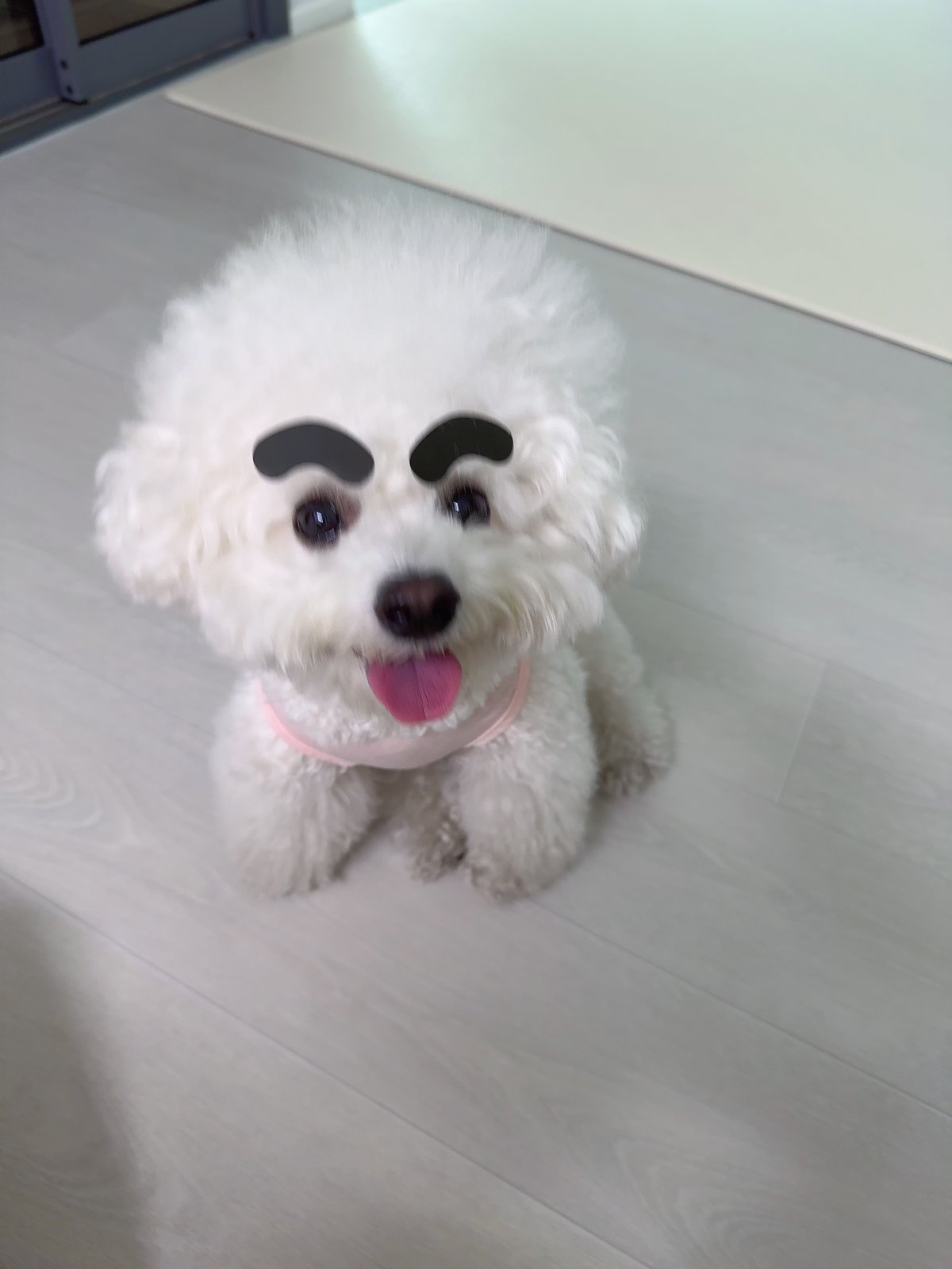 단추 성견
