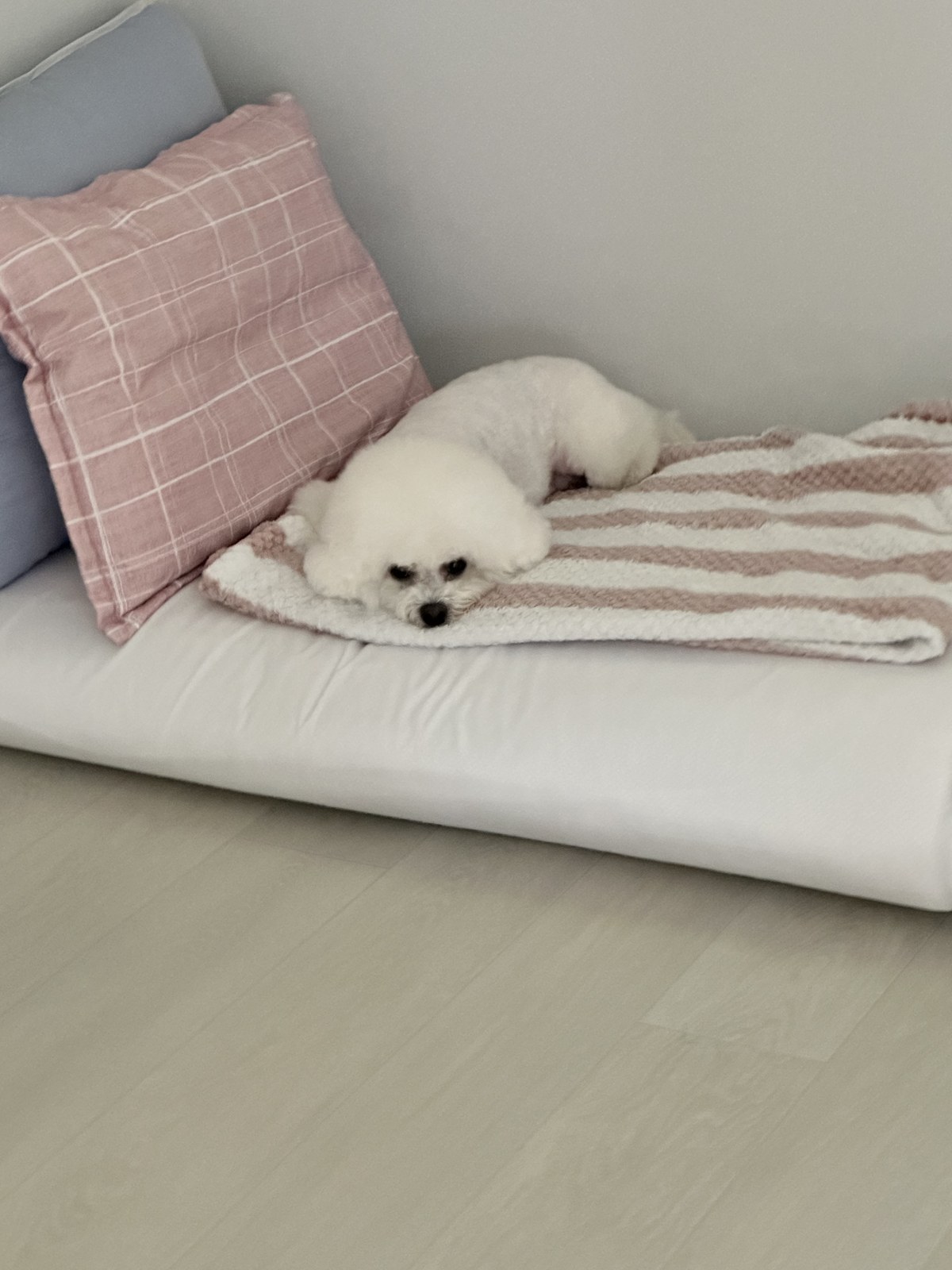 단추 성견
